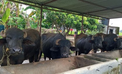 काठमाडौँमै गाई र भैँसीपालनबाट मासिक १० लाख आम्दानी